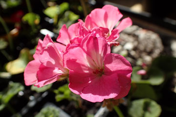 pelargonium