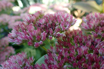sedum