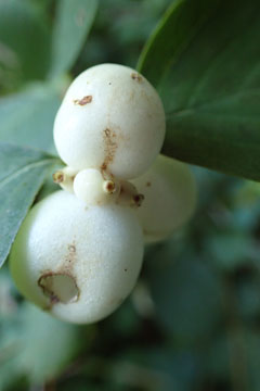 snowberry