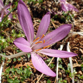 autumn crocus