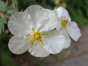 potentilla