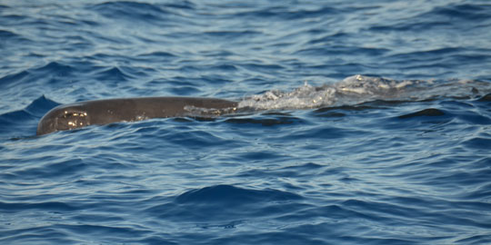 sperm whale