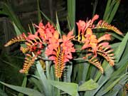 crocosmia