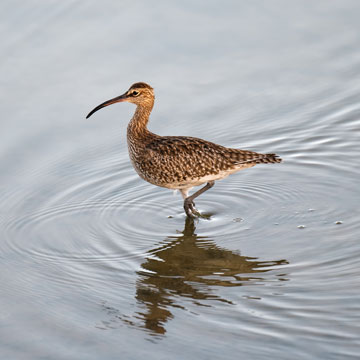 whimbrel