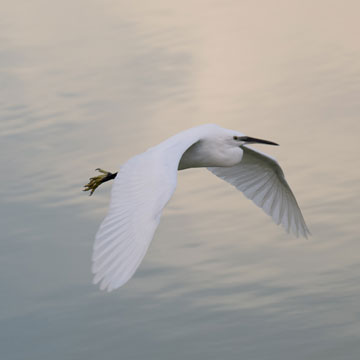 egret