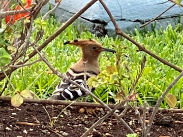 hoopoe