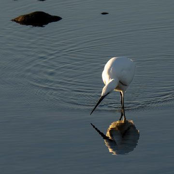 egret