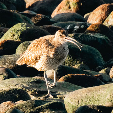 whimbrel