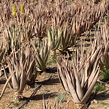 aloe vera