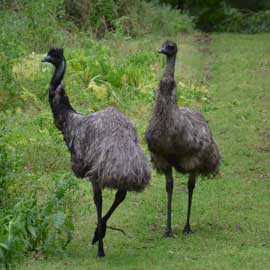 emu