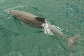 dolphin
