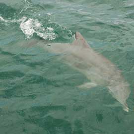 dolphin