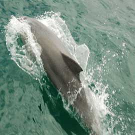 dolphin