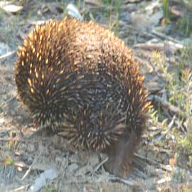 echidna
