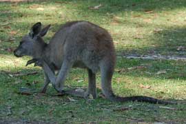 kangaroo