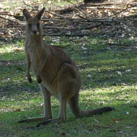 kangaroo