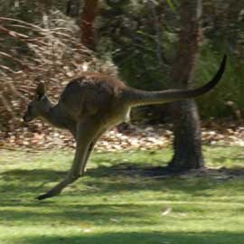 kangaroo