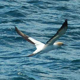 gannet