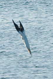 gannet