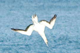 gannet