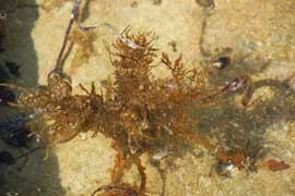 seaweed
