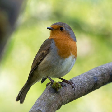 robin