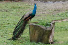 peacock