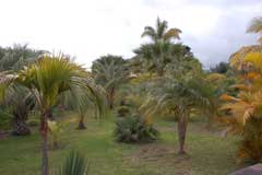 palms