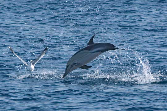 dolphin and gull