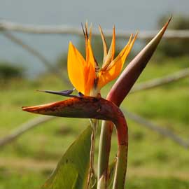 bird of paradise