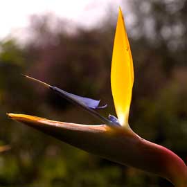 bird of paradise