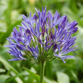 agapanthus
