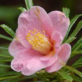 camellia