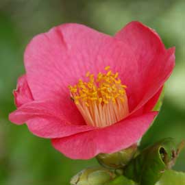 camellia