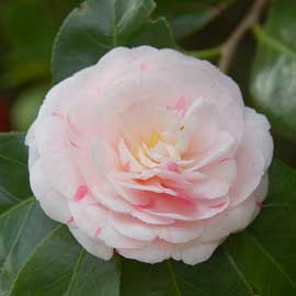 camellia