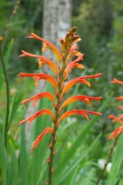 crocosmia