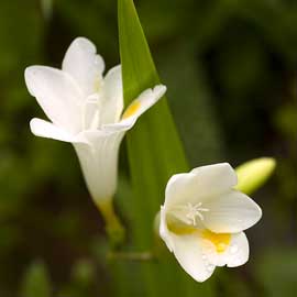 freesia