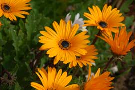 gazania