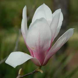 magnolia