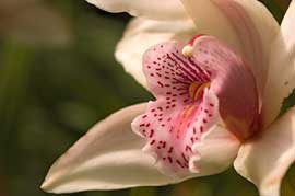 orchid