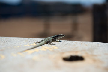 gecko