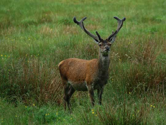 stag