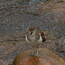 sandpiper