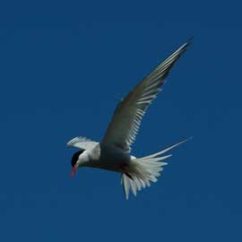 tern
