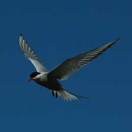 tern
