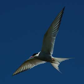 tern
