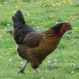 hen