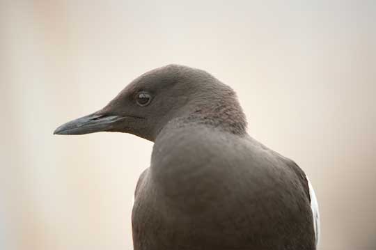 guillemot