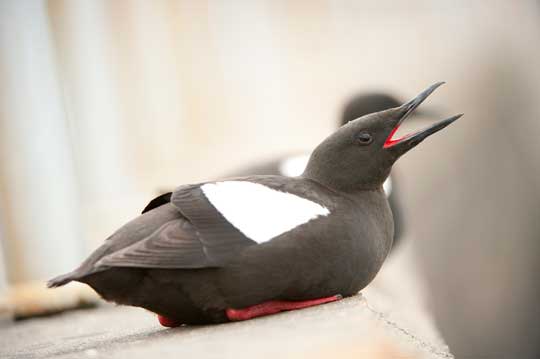 guillemot