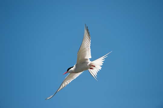 tern